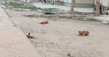 شكوى من انتشار الكلاب الضالة بالحى السادس بمدينة نصر