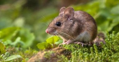دراسة حديثة: قتل الفئران والقطط المتوحشة يعزز إنقاذ الحيوانات المهددة 