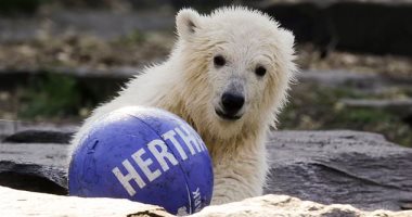 "مش نادى بس".. حديقة حيوان برلين تطلق اسم "هيرتا" على آخر الدببة القطبية "صور"
