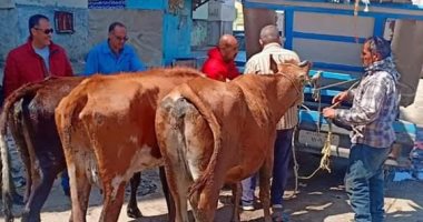 حملة لمصادرة رؤوس الماشية التى تسير على الطريق العام بدمياط