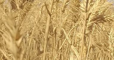 مصر تشترى 405 آلاف طن من القمح الروسى والفرنسى والأوكرانى