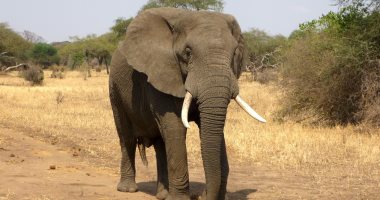 انتقام الطبيعة..فيل يقتل صيادا دفاعا عن وحيد القرن والأسود تلتهمه..فيديو وصور