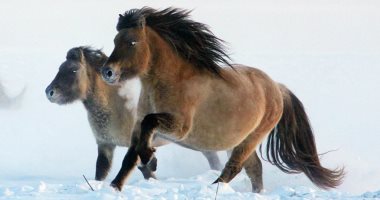صور وفيديو .. العلماء يؤكدون قدرتهم على استنساخ حصان من 42 ألف عام 