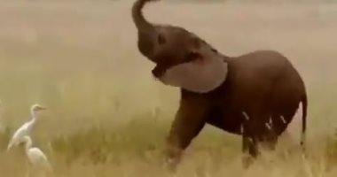 "دغفل".. فيل آسيوى يكتشف خرطومه الصغير بطريقة مضحكة ..فيديو