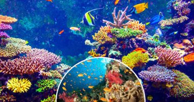 وزيرة البيئة: إجراءات صارمة للحفاظ على الشعاب المرجانية بالبحر الأحمر
