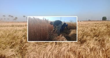 الزراعة: تجهيز الأرض وتوفير التقاوى لبدء زراعة القمح بمشروع المنيا