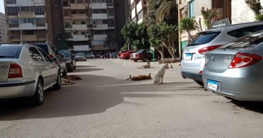 انتشار الكلاب الضالة فى المنطقة السادسة مدينة نصر.. تهاجم الأطفال