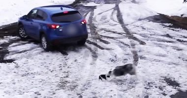 كلب ينقذ جروا من الموت دهسا بالسيارة.. اعرف ماذا فعل؟