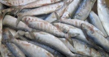 الصحة تعلن إعدام 12 طن أسماك مملحة ومدخنة فاسدة.. وإغلاق 419 منشأة مخالفة