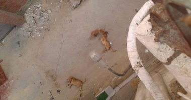 انتشار الكلاب الضالة يؤرق سكان شارع مسجد الرحمة فى بولاق