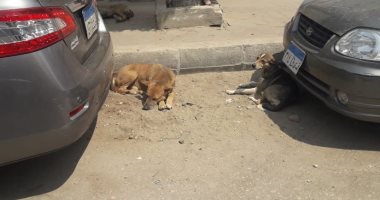 شكوى من انتشار الكلاب الضالة فى شوارع جمصة بمحافظة الدقهلية
