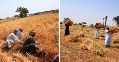 ومازالت خيرات موسم حصاد القمح مستمرة في محافظات مصر