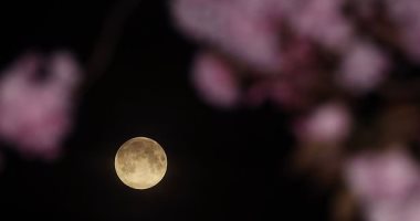القمر الوردى يظهر فى السماء غدا أكبر 14٪ وألمع 30%