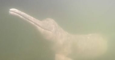 اكتشاف.. الدلافين تتحدث في نهر الأمازون ولديها 237 نوع من الأصوات 