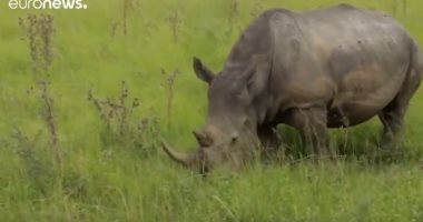 فيديو.. ذكاء اصطناعى لحماية الحيوانات المهددة بالانقراض فى جنوب أفريقيا