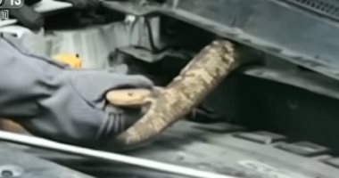 شاهد.. العثور على كوبرا بطول 2.7 متر داخل محرك سيارة فى الصين