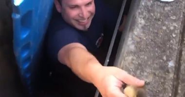 الرحمة حلوة.. رجال الإطفاء بأمريكا ينقذون 10 من صغار البط.. فيديو وصور 