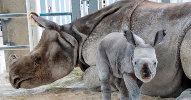 ولادة أول وحيد قرن فى العالم بالتلقيح الصناعى ..صور