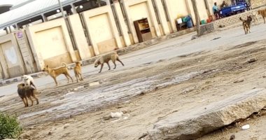 الكلاب الضالة تهدد حياة المارة.. شكوى سكان مدينة المحلة الكبرى