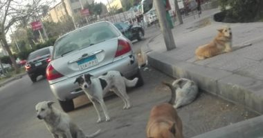 شكوى من انتشار الكلاب الضالة أمام محطة ركاب بألماظة