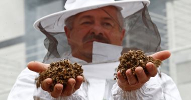 تسمم أكثر من 1.2 مليون نحلة فى صربيا بسبب الإفراط فى استخدام المبيدات
