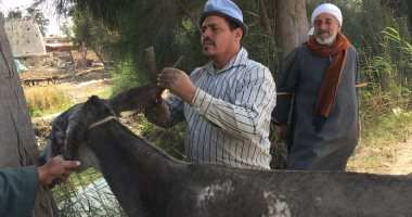 صور ..محمود الشورى حلاق  " حمير و خيول " موسمى بالغربية   