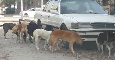 شكوى من انتشار الكلاب الضالة و"المسعورة" بمنطقة المقطم