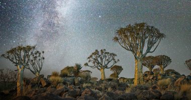 صور تعكس جمال الطبيعة.. شاهد أقدم الأشجار فى العالم من خلال ضوء النجوم