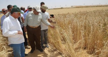 صور.. وزير الزراعة يفتتح موسم حصاد القمح بمشروع غرب المنيا