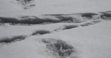 الجيش الهندى يعثر على آثار أقدام "رجل الثلج" الأسطورى.. اعرف الحكاية