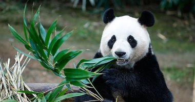 شاهد.. كاميرات مراقبة فى الغابة تلتقط صوراً لباندا بيضاء نادرة فى الصين