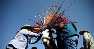 صور.. المكسيكيون يحتفلون بـ"يوم الحمار الوطنى"