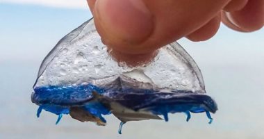 مئات المخلوقات البحرية الزرقاء تغمر أحد شواطئ اسبانيا