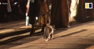 مين بيمشى أحسن؟.. قط يتحدى العارضات بالـ"cat walk".. فيديو