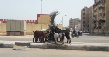 صور .. اضبط مخالفة.. الماعز يقضى على تشجير شارع التعمير فى بورسعيد 