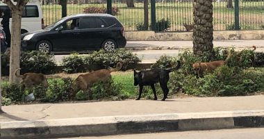 شكوى من انتشار الكلاب الضالة بشارع أحمد فخرى بمدينة نصر