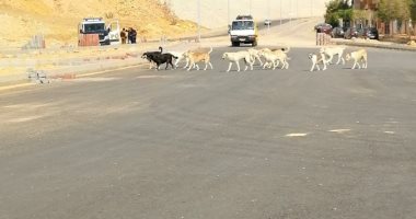 شكوى من الكلاب الضالة بمنطقة أبو زارع بالمنيب