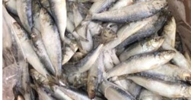 ضبط 3.5 طن أسماك مجمدة غير صالحة للاستهلاك بثلاجة للسلع الغذائية بالقليوبية