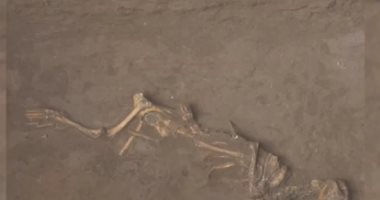 كلاب العصر البرونزى فى الصين دفنت أحياء.. اعرف السبب