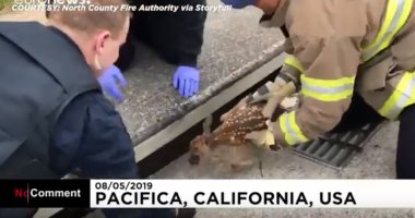 شاهد.. رجال إطفاء بكاليفورنيا ينقذون غزالا عُلق بمصرف للمياه