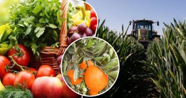 تعرف على تعديل ضوابط صادرات الخضر والفاكهة للاتحاد الأوروبى × 10 معلومات