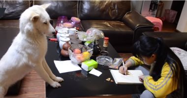 صينى يدرب كلبا على مراقبة ابنته أثناء أداء واجبها المدرسى