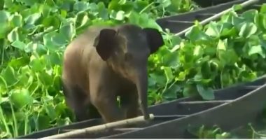 شاهد: إنقاذ فيل صغير من وسط بحيرة فى الهند ونقله على متن قارب