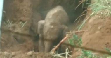 شاهد.. أنثى فيل غاضبة تهاجم قرويين بعد سقوط صغيرها فى حفرة موحلة