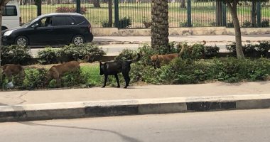 استمرار أزمة الكلاب الضالة بشارع أحمد فخرى فى مدينة نصر