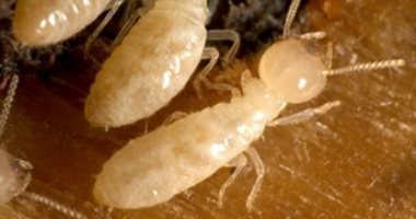 وحدة الحشرات الاقتصادية بجامعة الإسكندرية تقدم روشتة للوقاية من النمل الأبيض