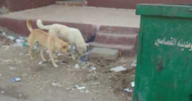انتشار الكلاب الضالة بشارع عثمان بالقومية إمبابة يرعب المواطنين
