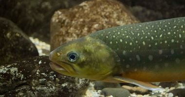 علماء يستعينون باختبار DNA لمعرفة الأسماك التى تعيش فى البحيرات والأنهار