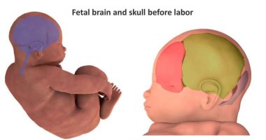 صور ثلاثية الأبعاد.. ماذا يحدث لرأس الطفل أثناء الولادة الطبيعية