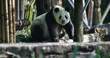 "دبلوماسية الباندا".. الصين تستعيد دببة من أمريكا بعد 23 عاما.. صور
